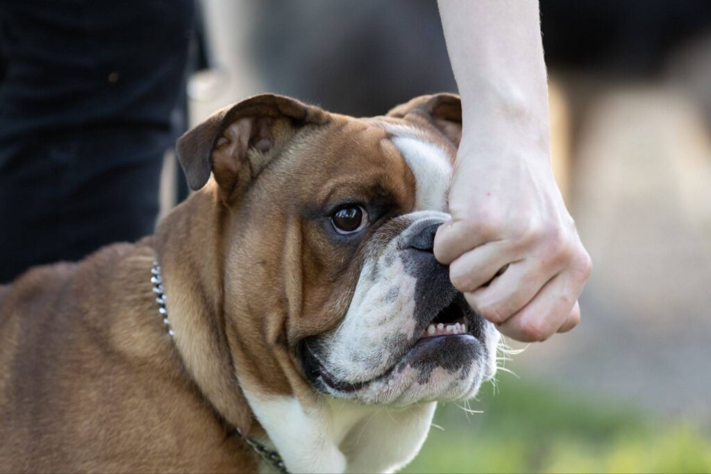Law around dog bites.