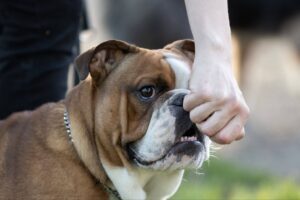 Law around dog bites.