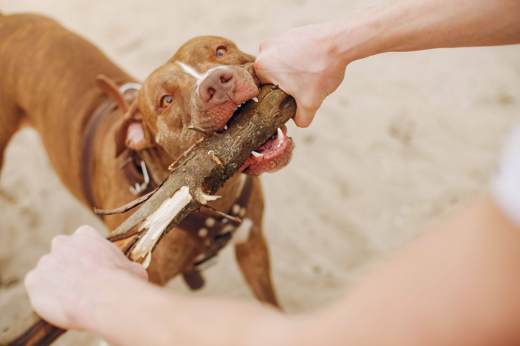 Texas dog bite laws.
