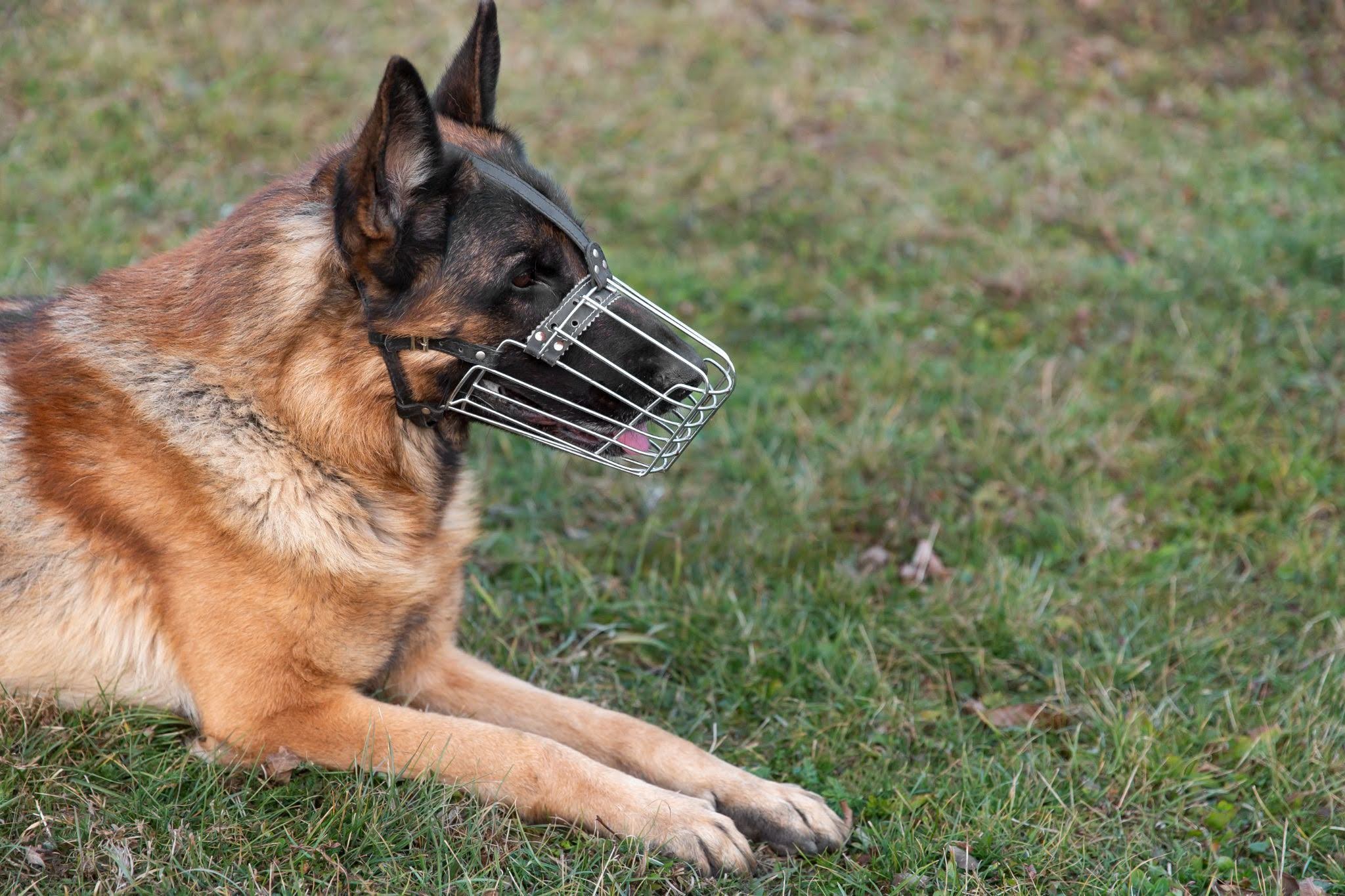 Preventing a dog bite lawsuit.